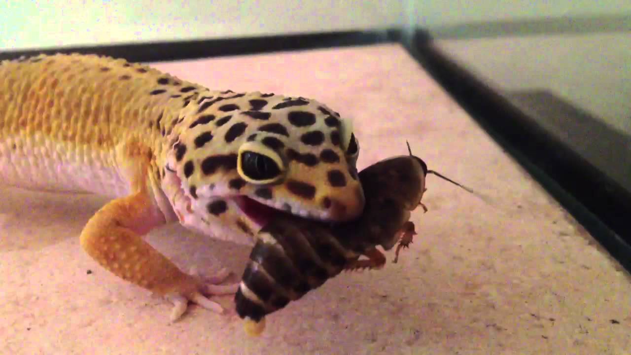  Slick Leopard Gecko Eats A HUGE ROACH YouTube