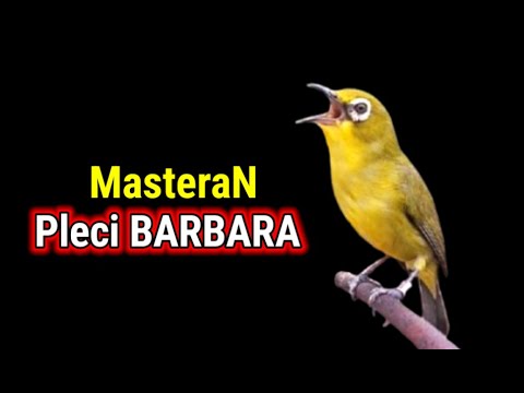 Masteran Pleci BARBARA Nembak Panjang