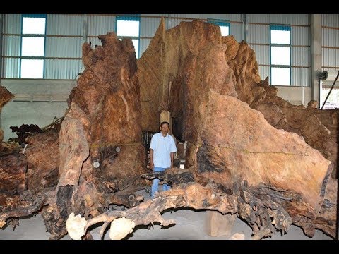 35 tỷ cho một gốc cây bàng 600 tuổi nhưng chủ không bán