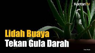 Waspada Diabetes Tipe 2! Ini 4 Obat Alami dari Dapur + 10 Tanda Gula Darah Tinggi