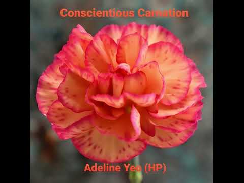 Adeline Yeo - Conscientious Carnation