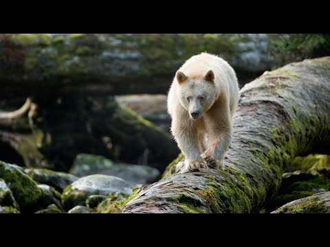 Wild Canada'
