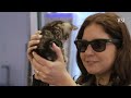 Rabbit vs. Meta Glasses vs. Humane: Finding a Usable AI Gadget | WSJ  - 05:52 min - News - Video