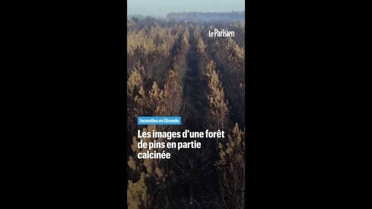 Incendies en Gironde: une forêt de pins calcinée vue du ciel
