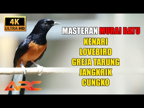 MASTERAN MURAI BATU ISIAN KENARI - LOVEBIRD - GREJA TARUNG - JANGKRIK - CUNGKOK