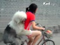 ?????????????? big dog is carried  by a small bike