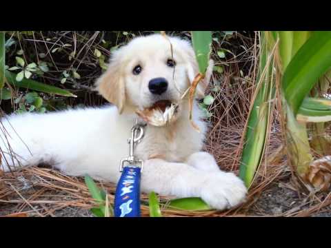 Golden Retriever Puppy - 8 Weeks To 10 Months Old Video Montage - Warning: Very Cute!