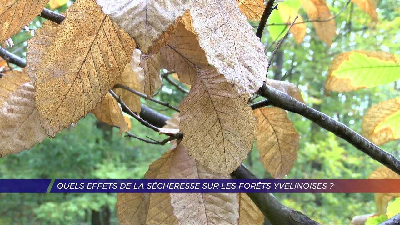 Yvelines | Quels effets de la sécheresse sur les forêts yvelinoises ?