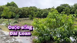 My garden after the storm and stir-fried instant noodles @thaophuongcuocsongDaiLoan