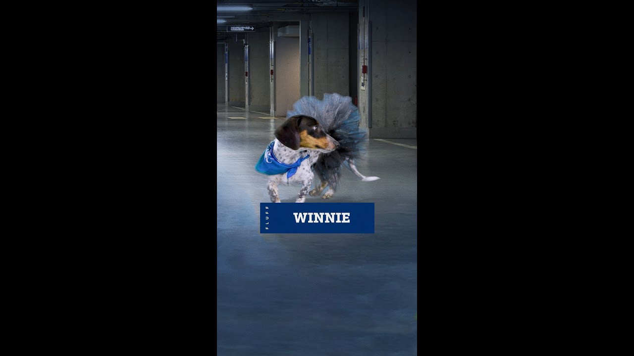 Gameday Fits | Puppy Bowl