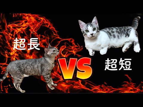 脚長猫とド短足猫の喧嘩 まとめちゅーぶ