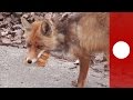 Chernobyl fox rustles up giant sandwich, becoming internet sensation