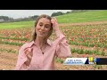 Marylands first tulip festival opens(WBAL) - 01:44 min - News - Video