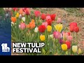 Marylands first tulip festival opens