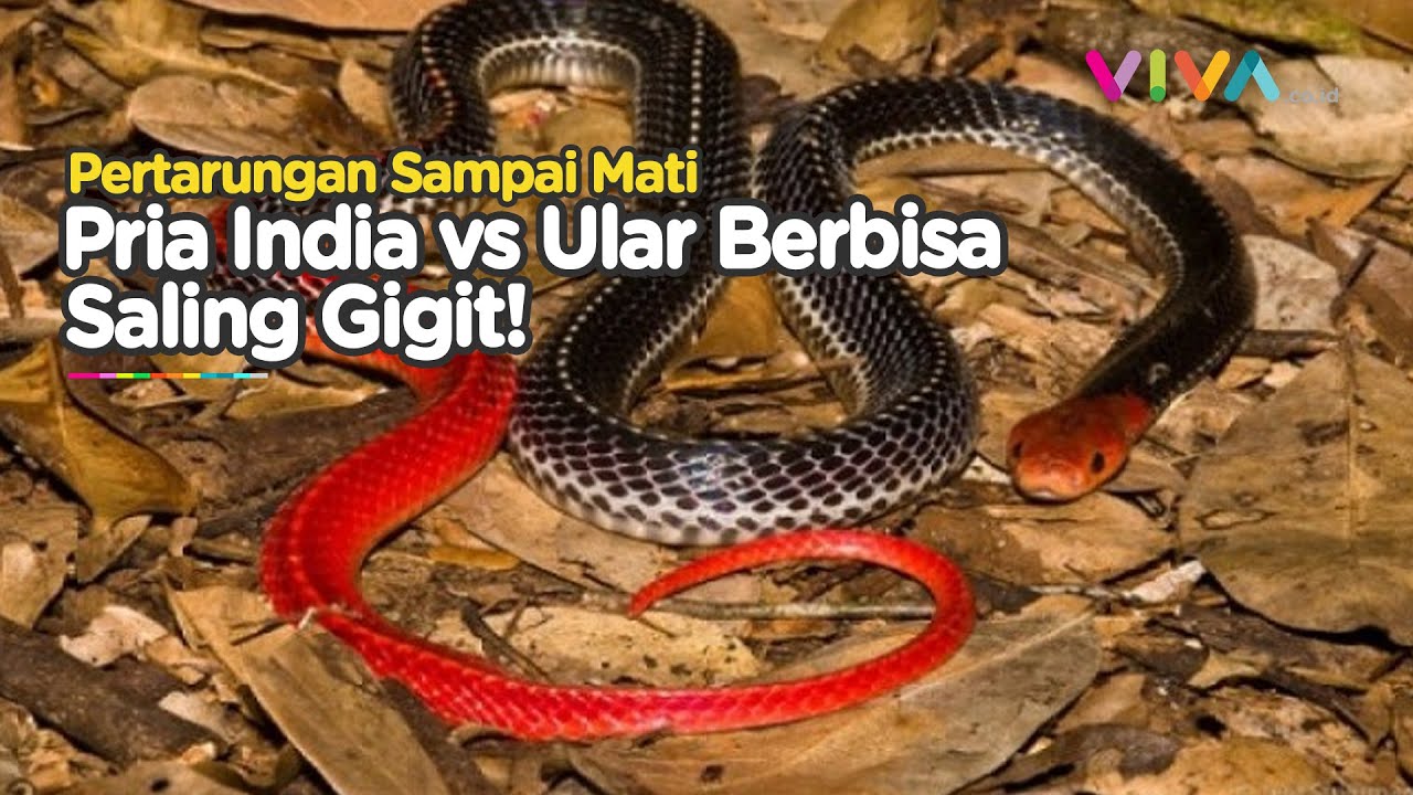 AGAK LAEN! Pria India Saling Gigit Ular Berbisa Hingga Mati