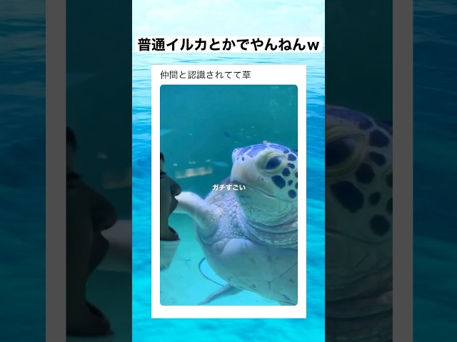これがリアルタートルトークか... 　#shorts #動物 #おすすめ