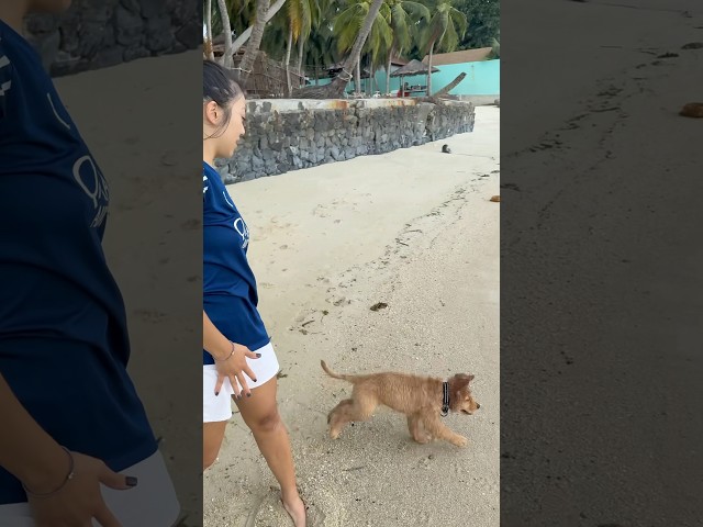 Toby le nageur de compétition 🐶🌊