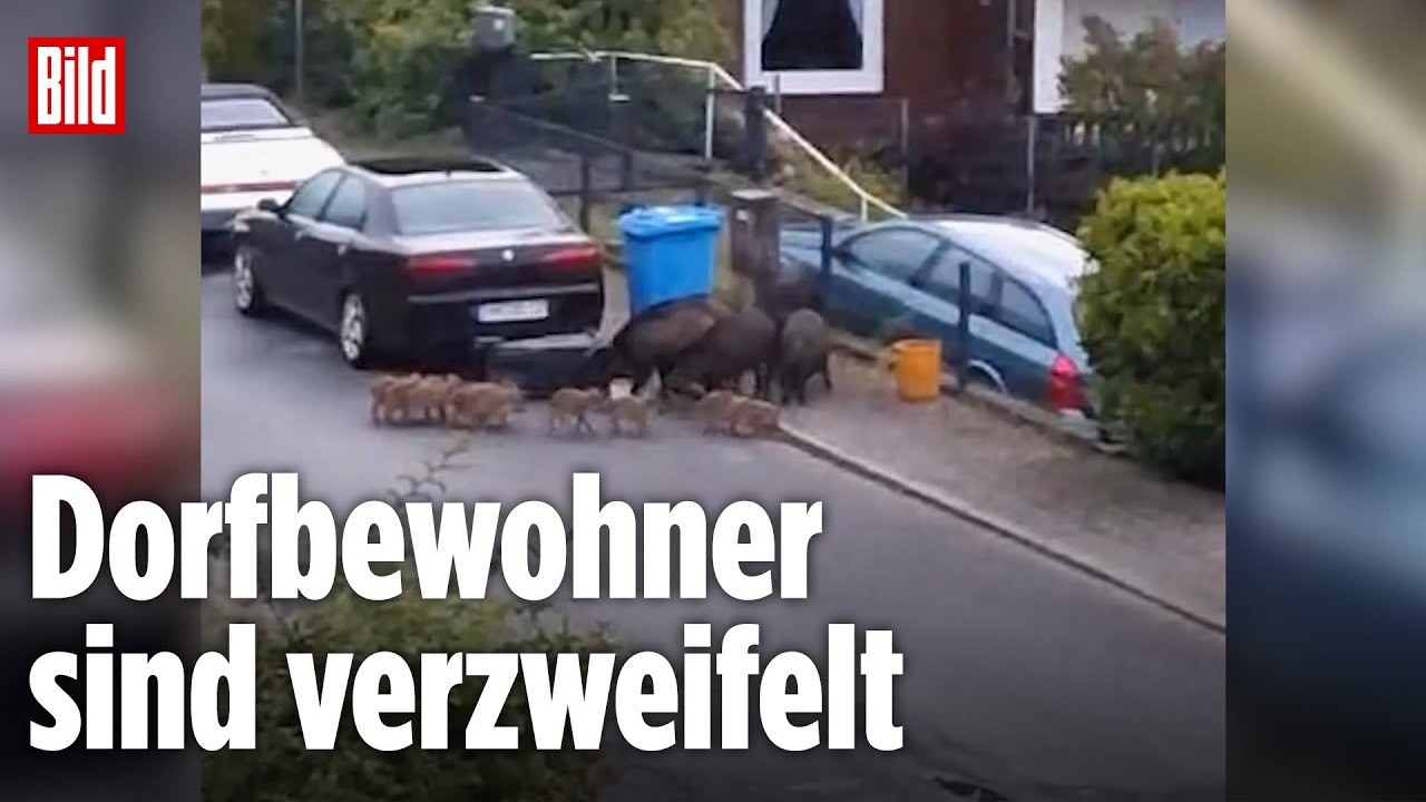 Wieda, Niedersachsen: 70 Wildschweine terrorisieren Dorf