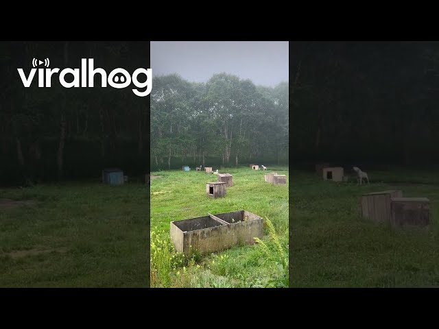 Dogs Predict Earthquake in Russia || ViralHog