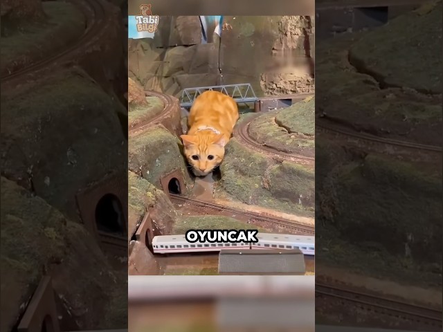 Bu Kedi Bir Oteli İflas Etmekten Kurtardı 😺🚂