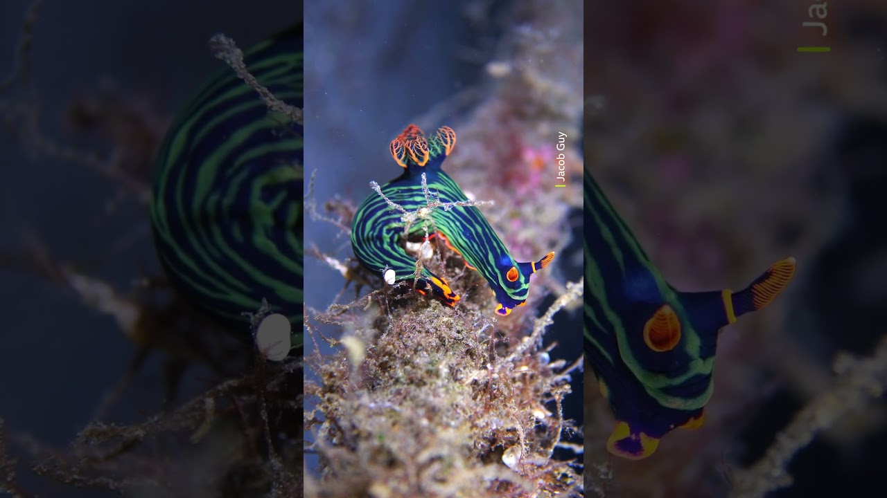 A rainbow of sea life underwater 🌈 #Shorts #Animals #IndoPacific #Wildlife