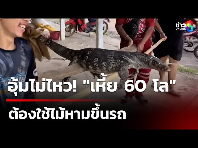 อุ้มไม่ไหว "เหี้ย 60 โล" ใช้ไม้หามขึ้นรถ | 11 ก.ค. 68 | คุยข่าวเช้าช่อง8