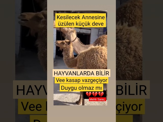 🛑 Hayvanlarda bilir, hisseder. Onlarında yürekleri vardır.. 👏 😢#deve #yavrusu #küçük