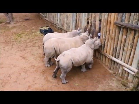 Како бебињата-сирачиња носорози плачат за уште млеко?