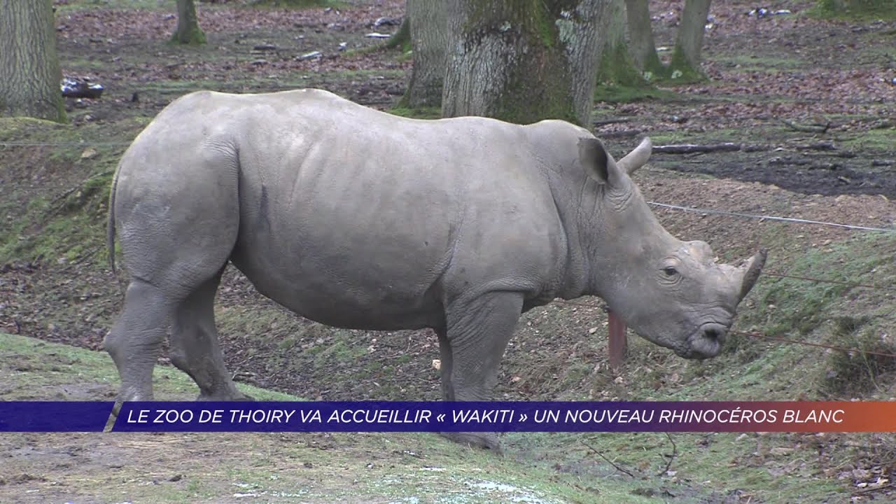 Yvelines | Le zoo de Thoiry va accueillir « Wakiti » un nouveau rhinocéros blanc