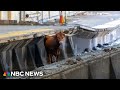 Watch: Bull on the loose! Animal runs on N.J. Transit tracks