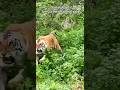 Shocking video: Tourists encounter tiger attack in Jim Corbett National Park