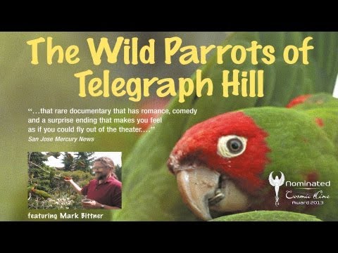 The Wild Parrots of Telegraph Hill'