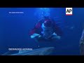 Papá Noel alimenta a los peces en Alemania  - 01:30 min - News - Video