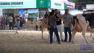 O gado da Raça Holandesa foi destaque na Expobel 2022 em Francisco Beltrão/PR