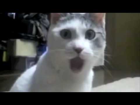 Epic kitty! - YouTube