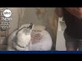 Soulful husky sings along with his harmonica-playing owner