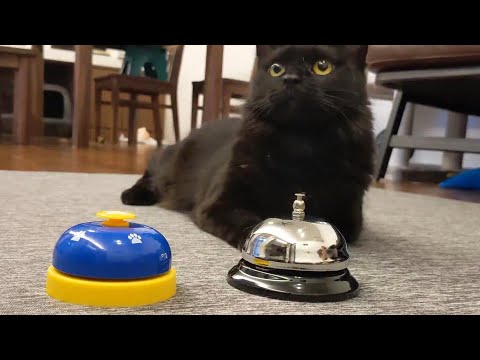 おやつを使わずに猫がベル鳴らしをマスターする秘訣 334話 まとめちゅーぶ