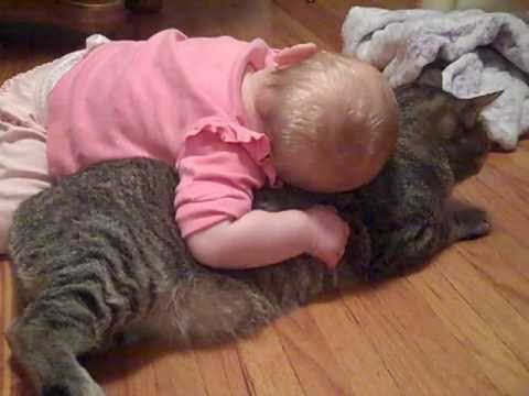 史上最有耐心和溫順的貓！ The history of the most patient and docile cat!