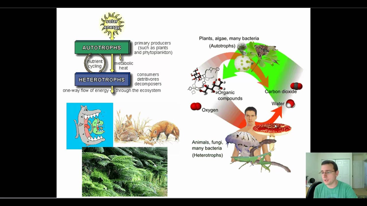 characteristics-of-life-energy-matter-processing-metabolism-youtube