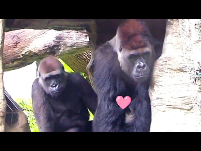 Tayari Loves Her Husband So Much—She Keeps Holding Onto D’jeeco’s Arm!塔莉真的好愛老公，手一直勾著迪亞哥不放，甜到像在放閃！💕🤝💞