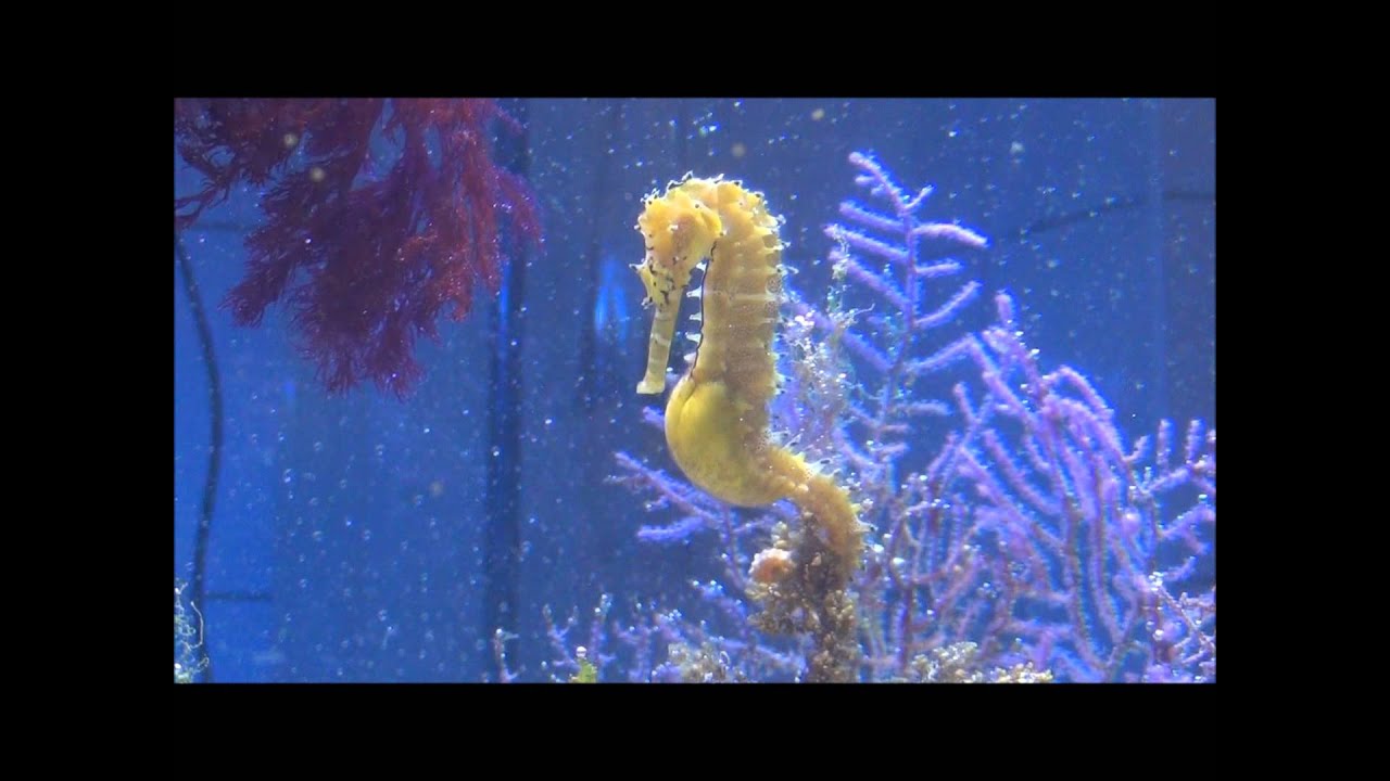 Seahorse Giving Birth - YouTube