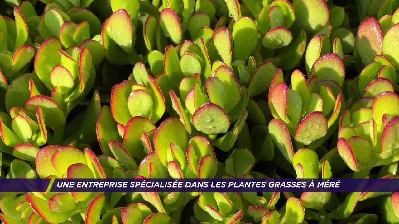Yvelines | Une entreprise spécialisée dans les plantes grasses à Méré