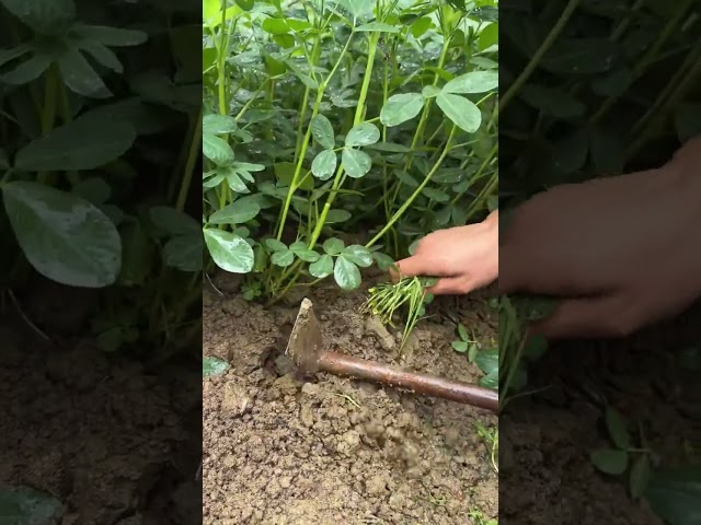 The process of digging peanuts with an iron rake