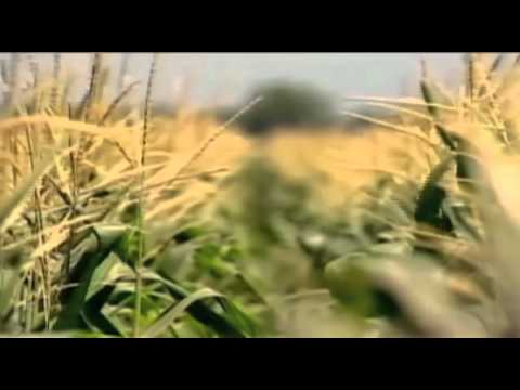 The Future of Food'