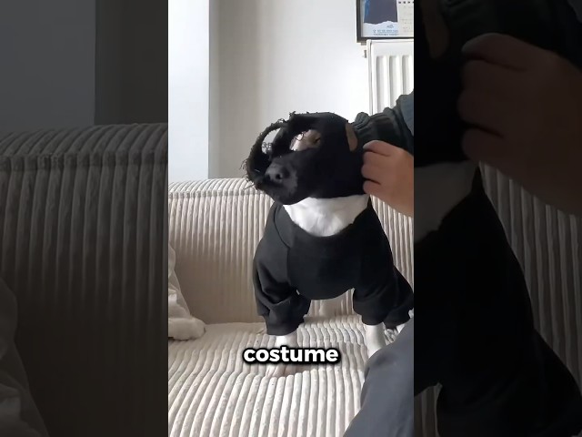 Ce chien s'est transformé en ninja secret 🥹❤️