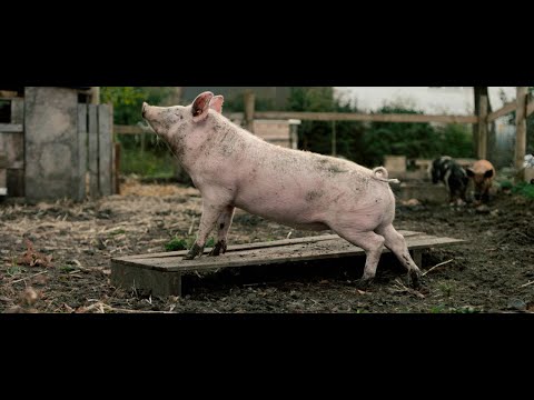 New Pigs on the Block'