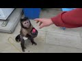 Macaco esperto