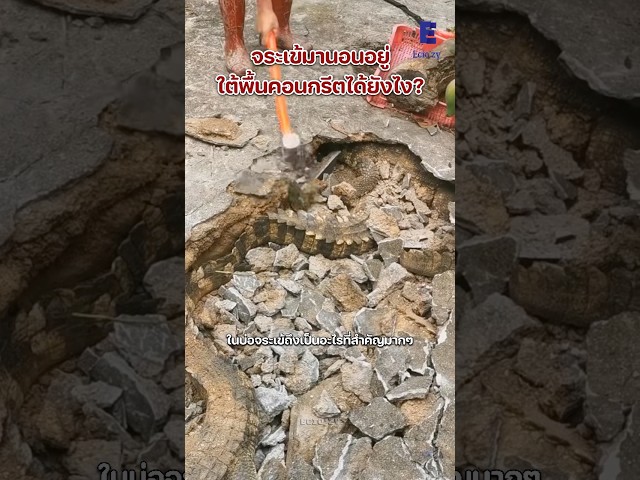 ทำไมไปจระเข้อยู่ใต้พื้นคอนกรีต￼?
