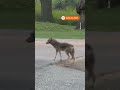 Coyote spotted in rare New York encounter