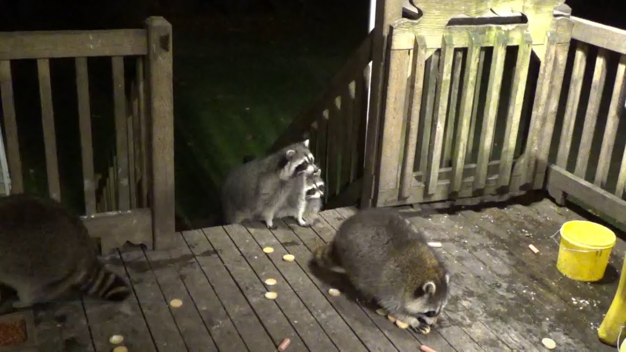 Tuesday Night Raccoon Diner